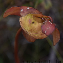 Canadas Pflanzen-und Pilzwelt